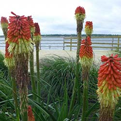 BeaverIsland-250x250