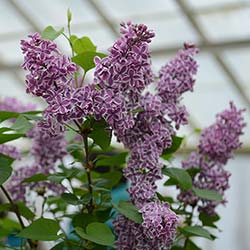 Lilac Flowers