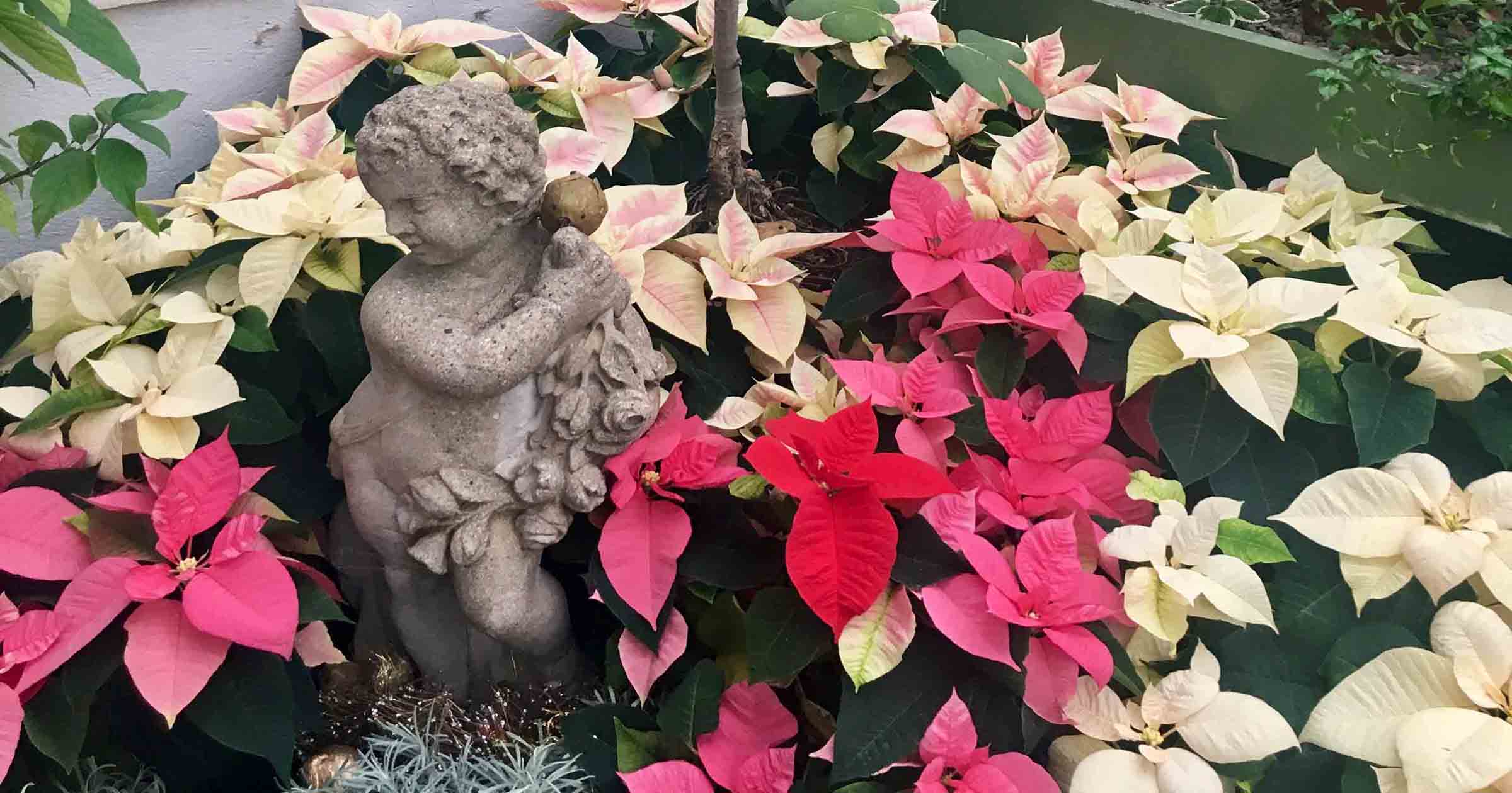 Plentiful Poinsettias at the Botanical Gardens