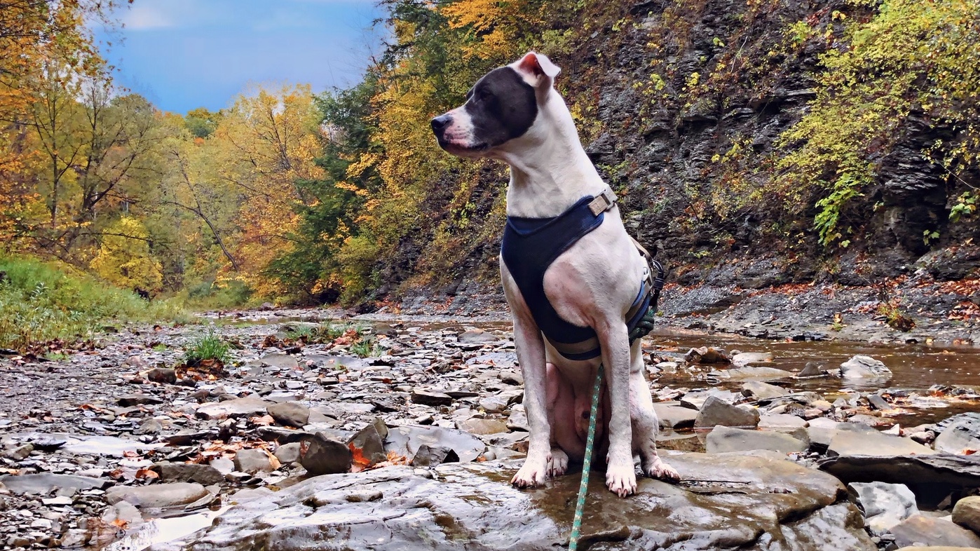 Dog at Hunters Creek