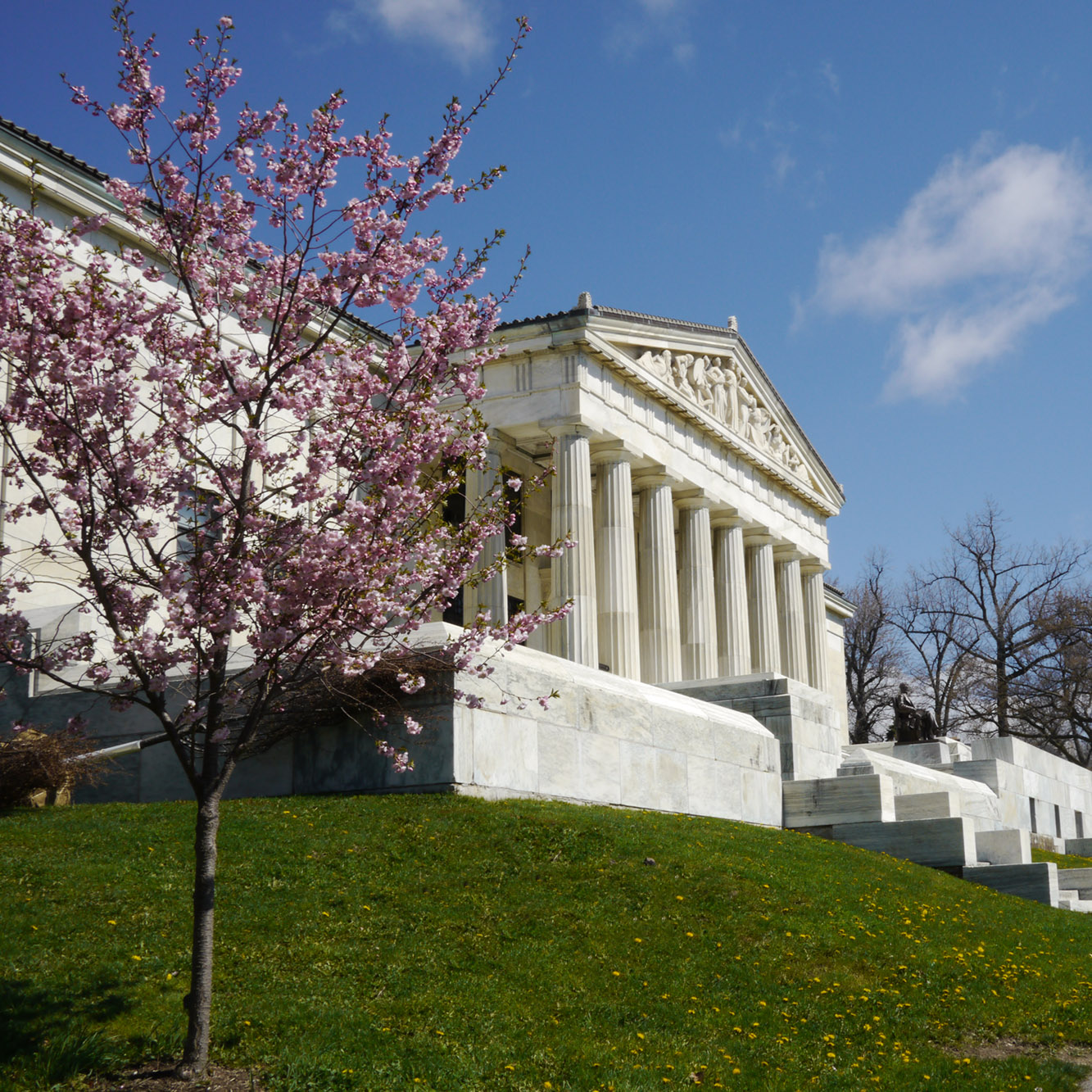 Cherry-Blossom-1