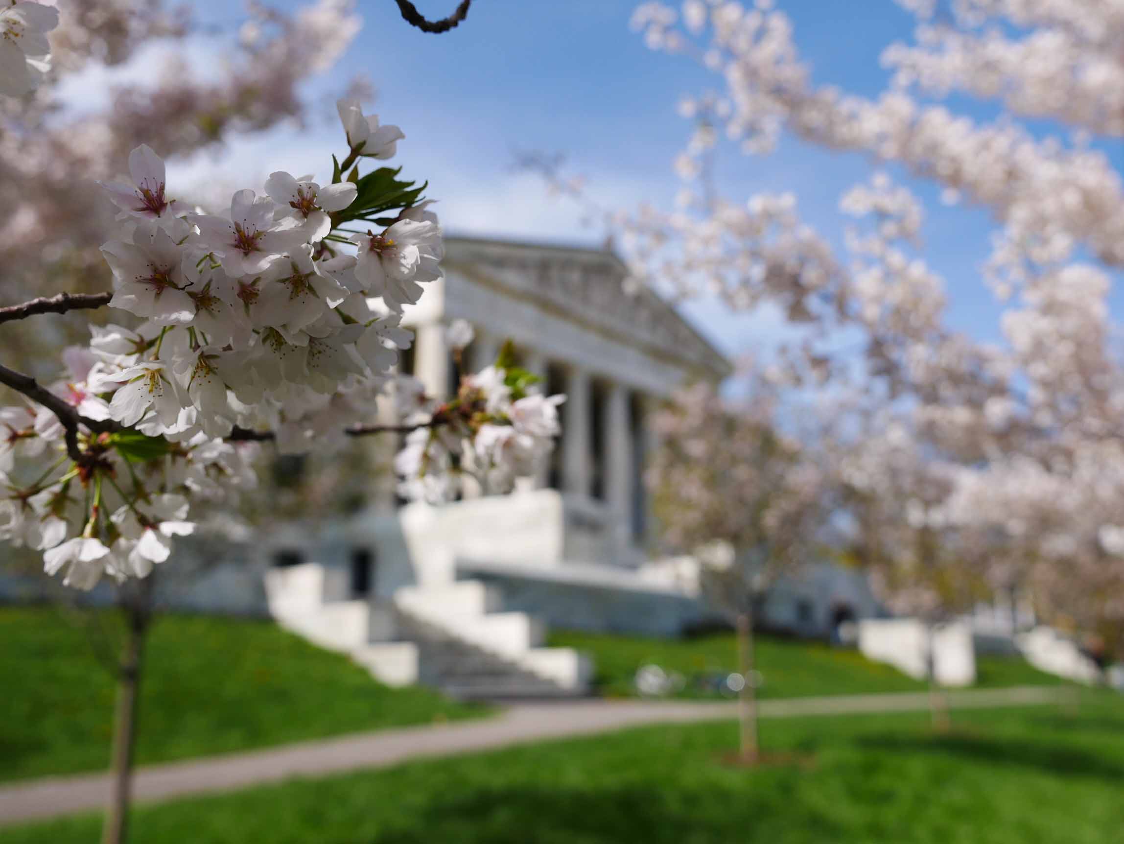 CherryBlossom