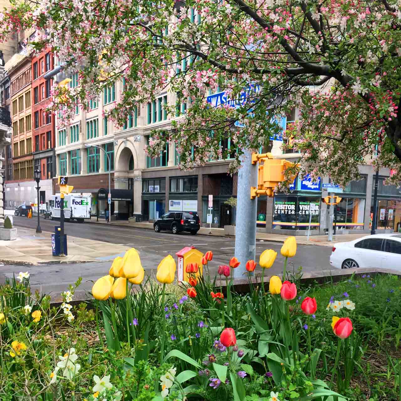 Tulips