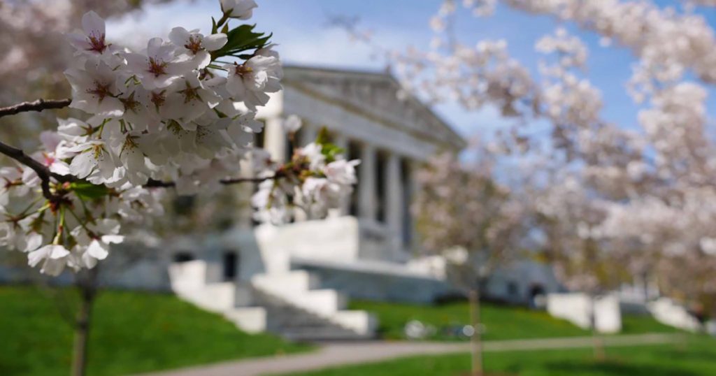 Cherry Blossoms outside a historical building