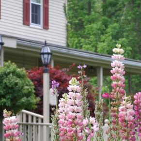 Bed & Breakfasts in Buffalo, NY & Niagara Falls