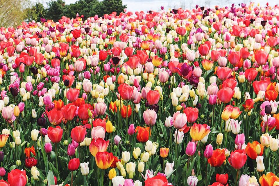 knoxtulips0_a1a3679d-5056-a348-3a648f20d5dd39f2